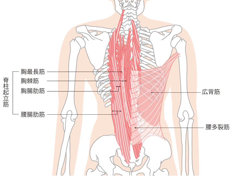 背筋解剖図