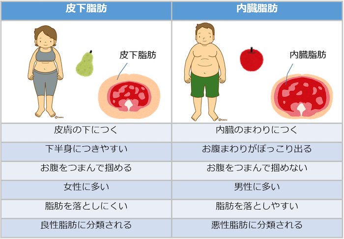 お腹周りにつく脂肪の種類とは