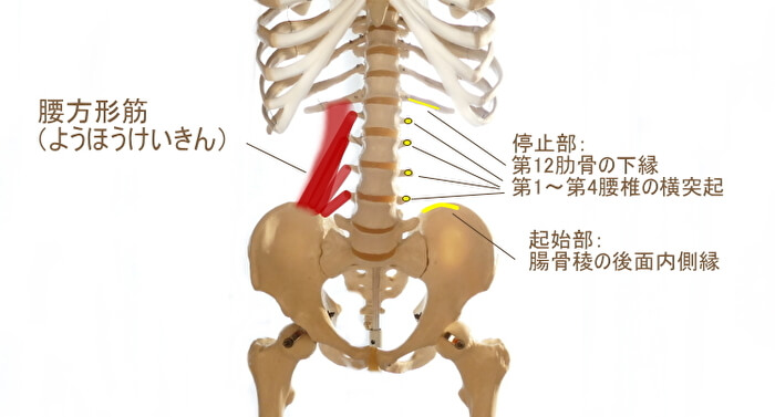 腰方形筋(ようほうけいきん)